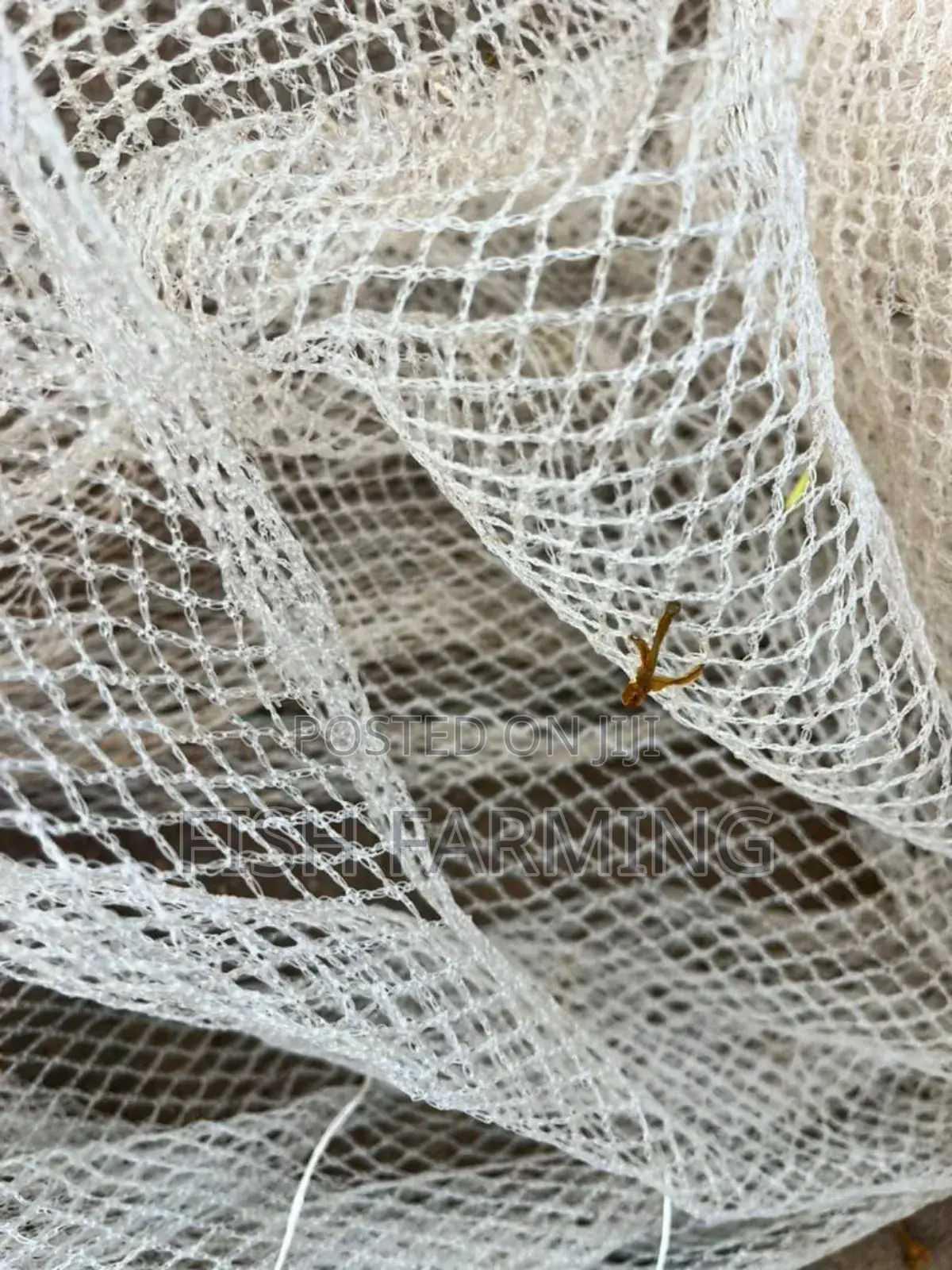 Women's Fish Farm Uganda