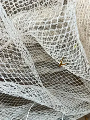 Women's Fish Farm Uganda