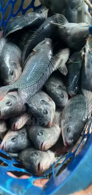 Mbarara Fish Farm