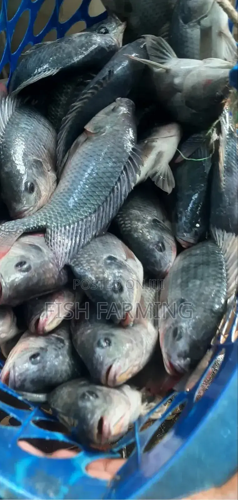 Mbarara Fish Farm