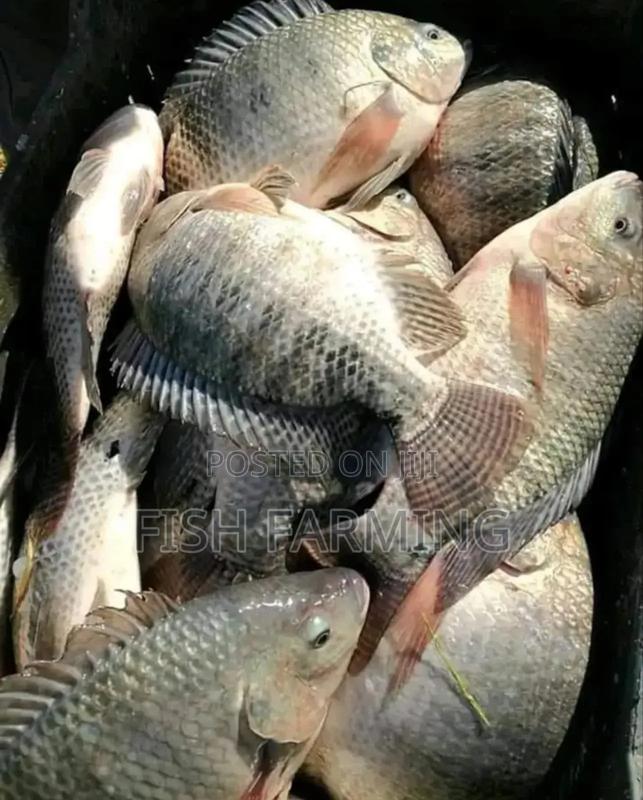 Kampala Fish Farm Ug