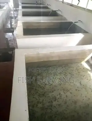 Bigenda Fish Farming