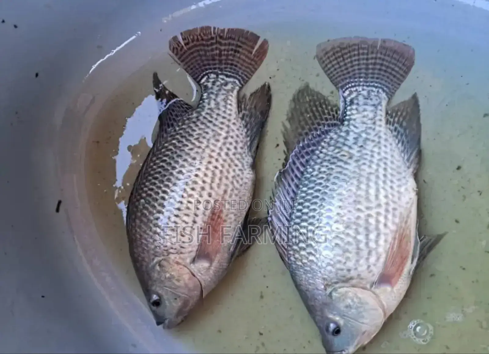 DRC Fish Farming