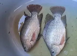 DRC Fish Farming