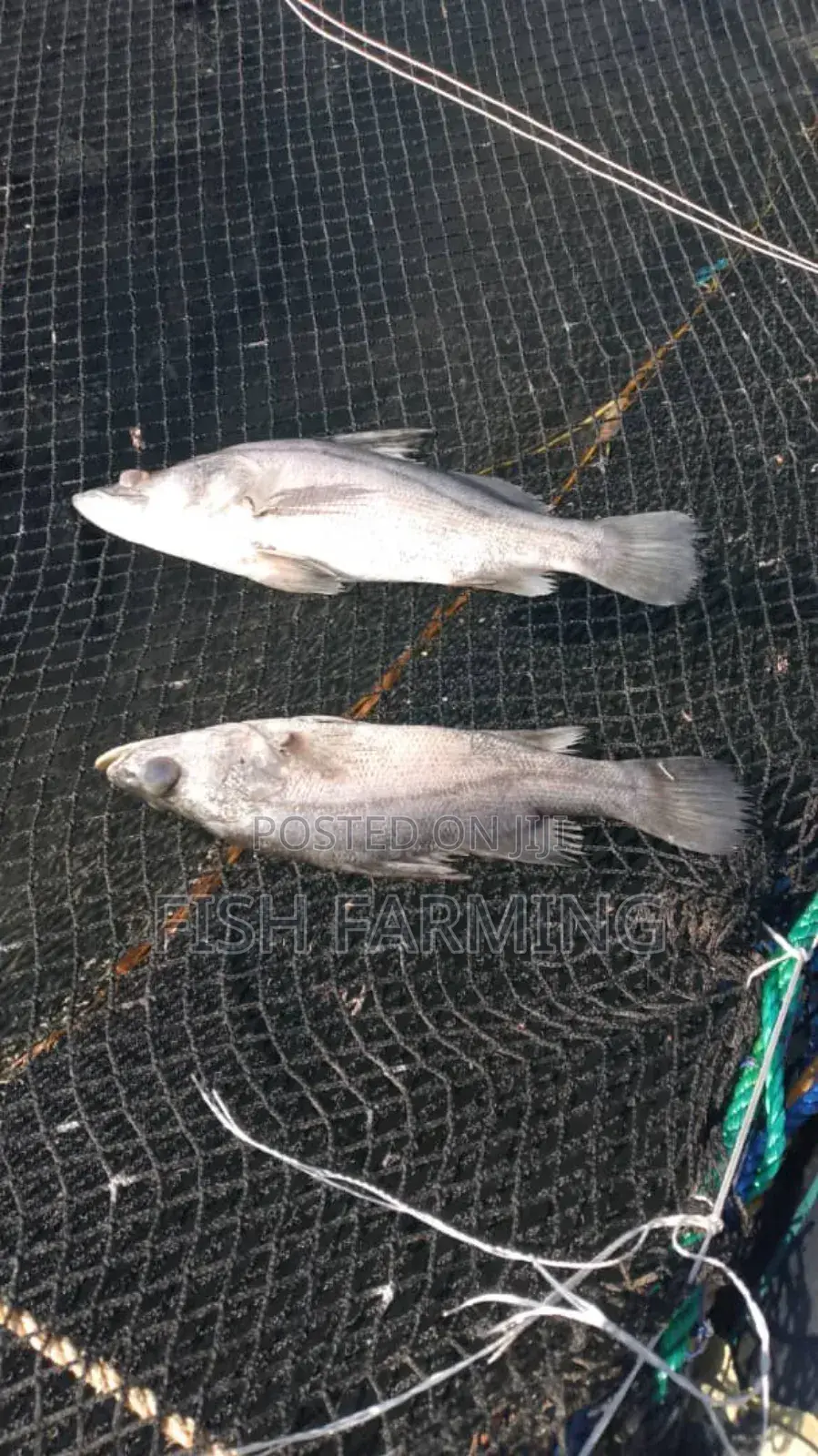 Jinja Fish Farm