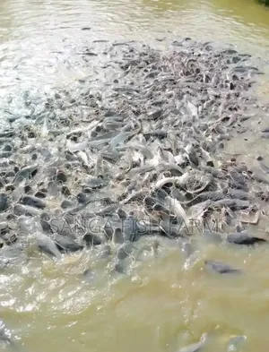 Tanzania Fish Farming