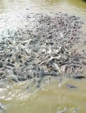 Tanzania Fish Farming