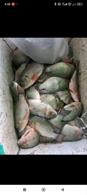Fish Farming Rwanda