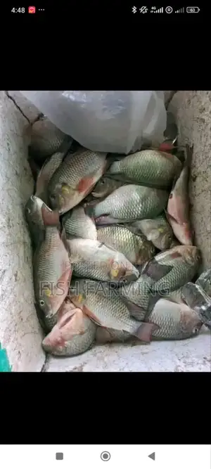 Fish Farming Rwanda