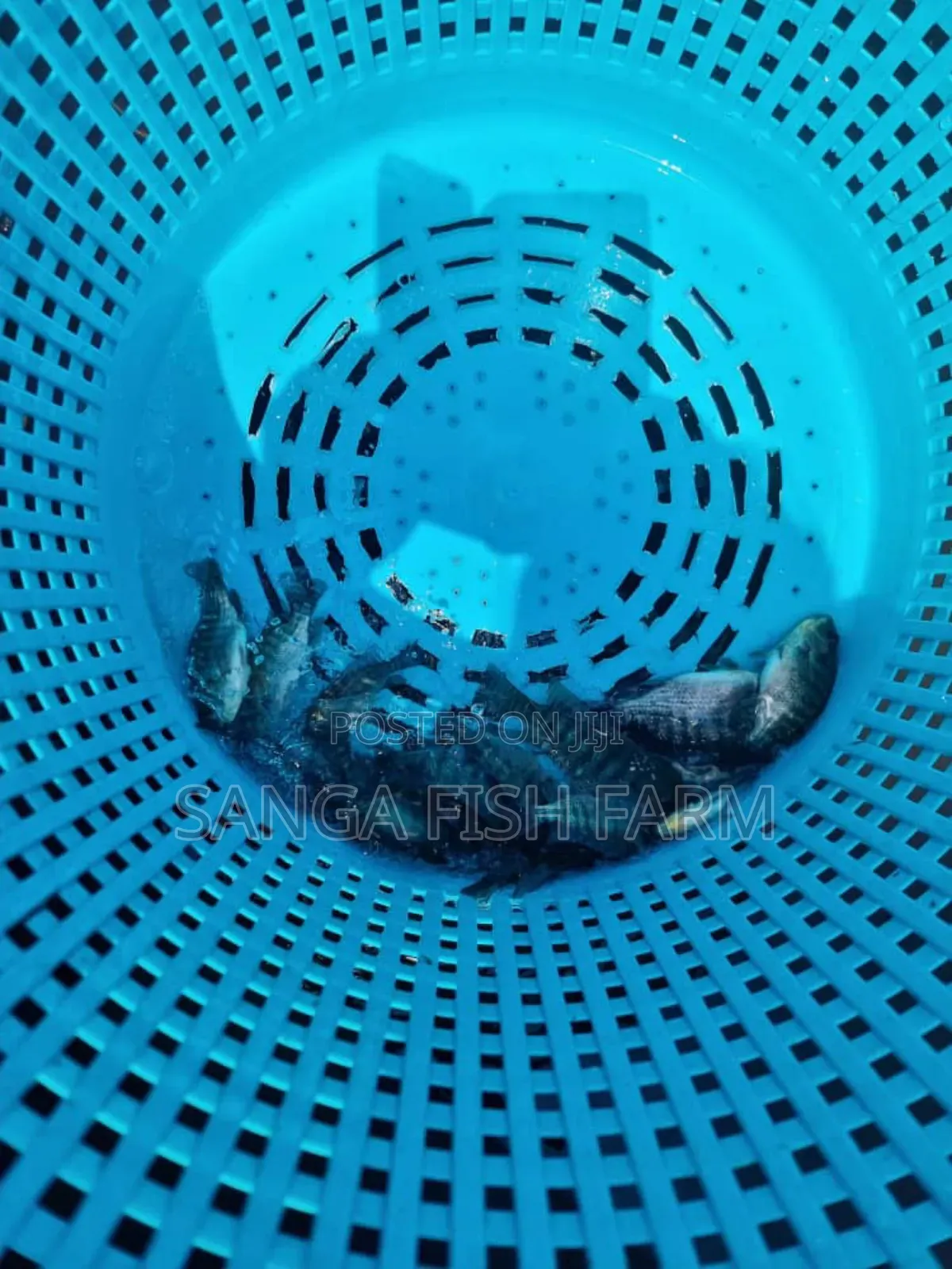 Fish Farming Rwanda