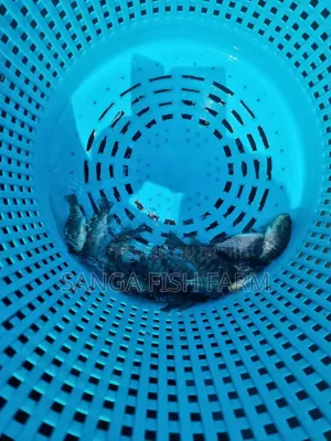 Fish Farming Rwanda
