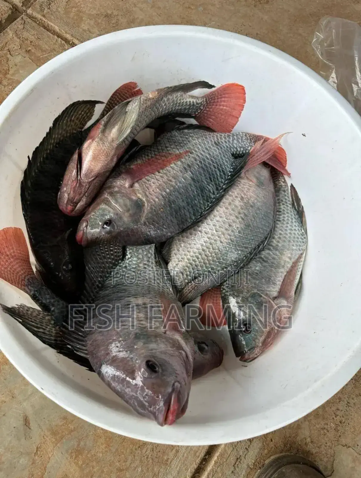 Africa Fish Farm