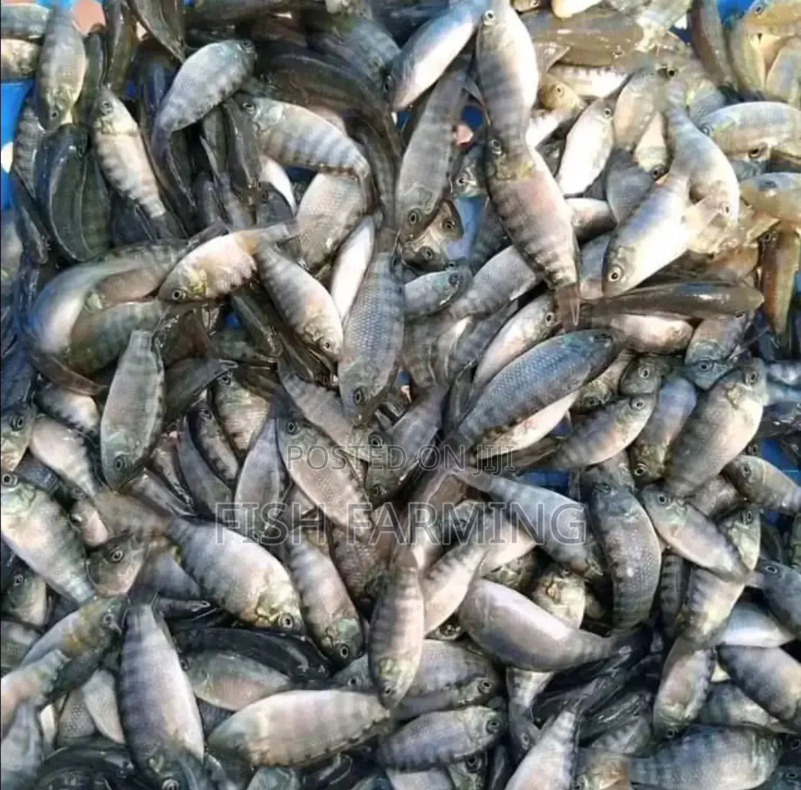 Bunia Fish Farm