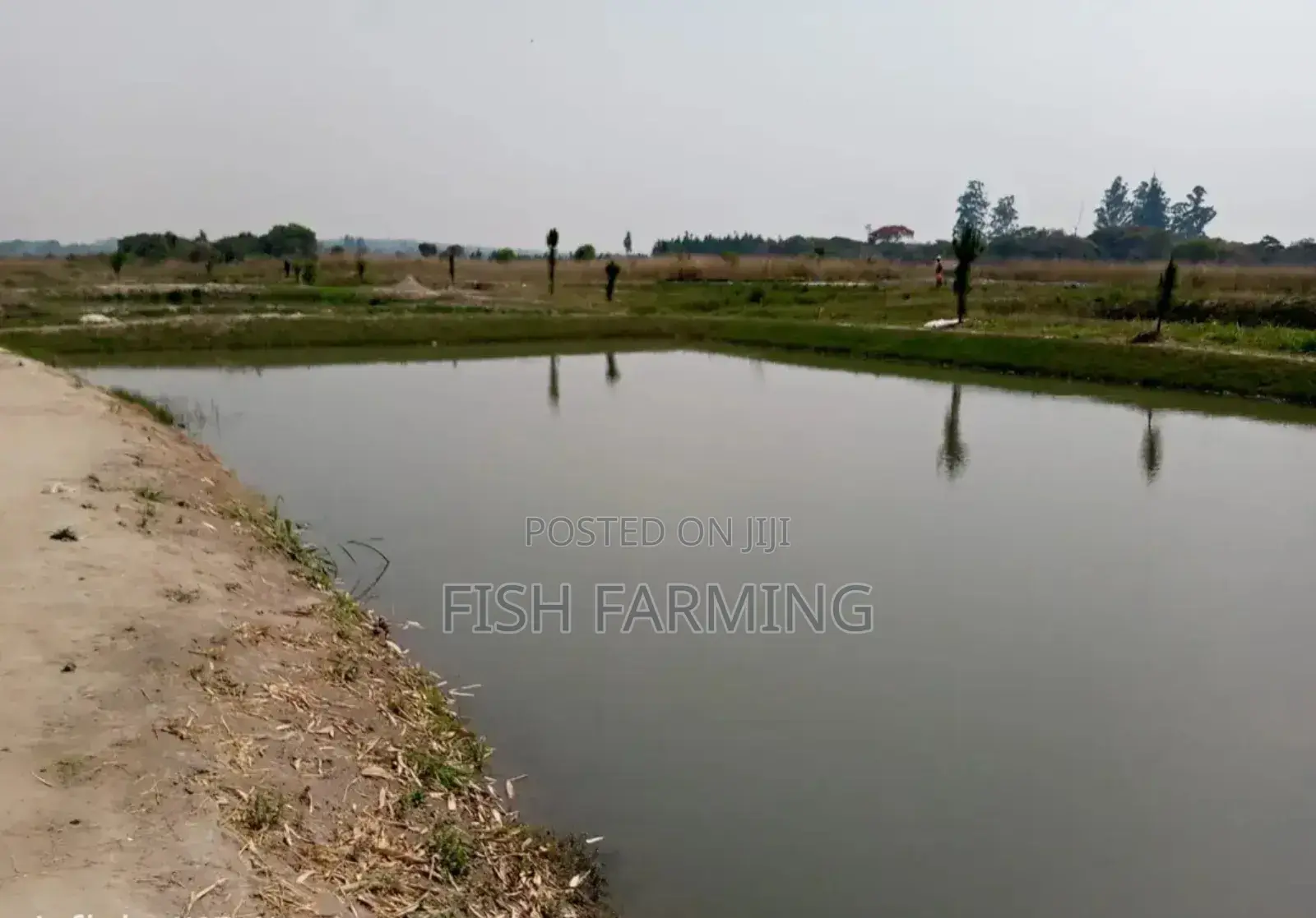 Bunia Fish Farm