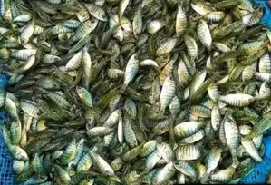 Lubumbashi Fish Farming