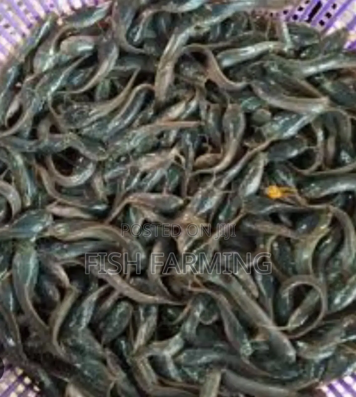 City Fish Farm