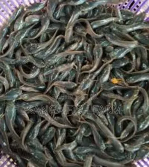 City Fish Farm
