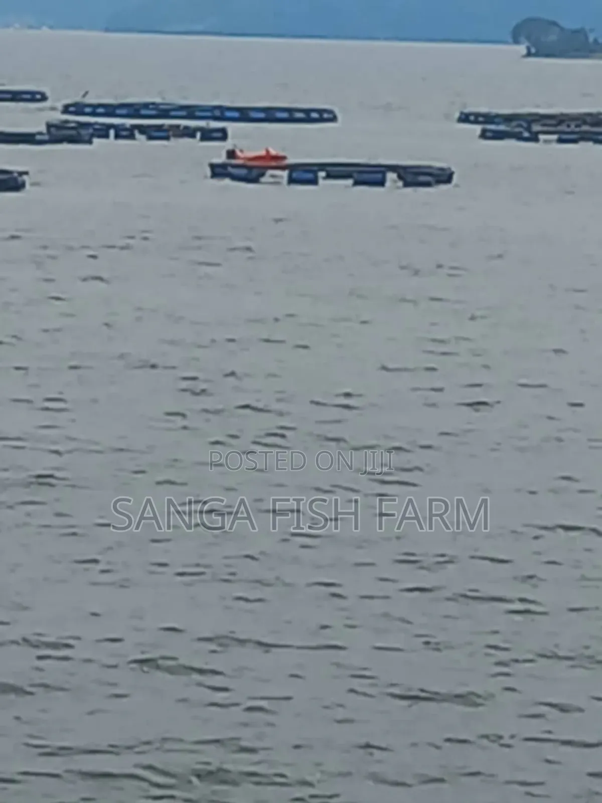 City Fish Farm