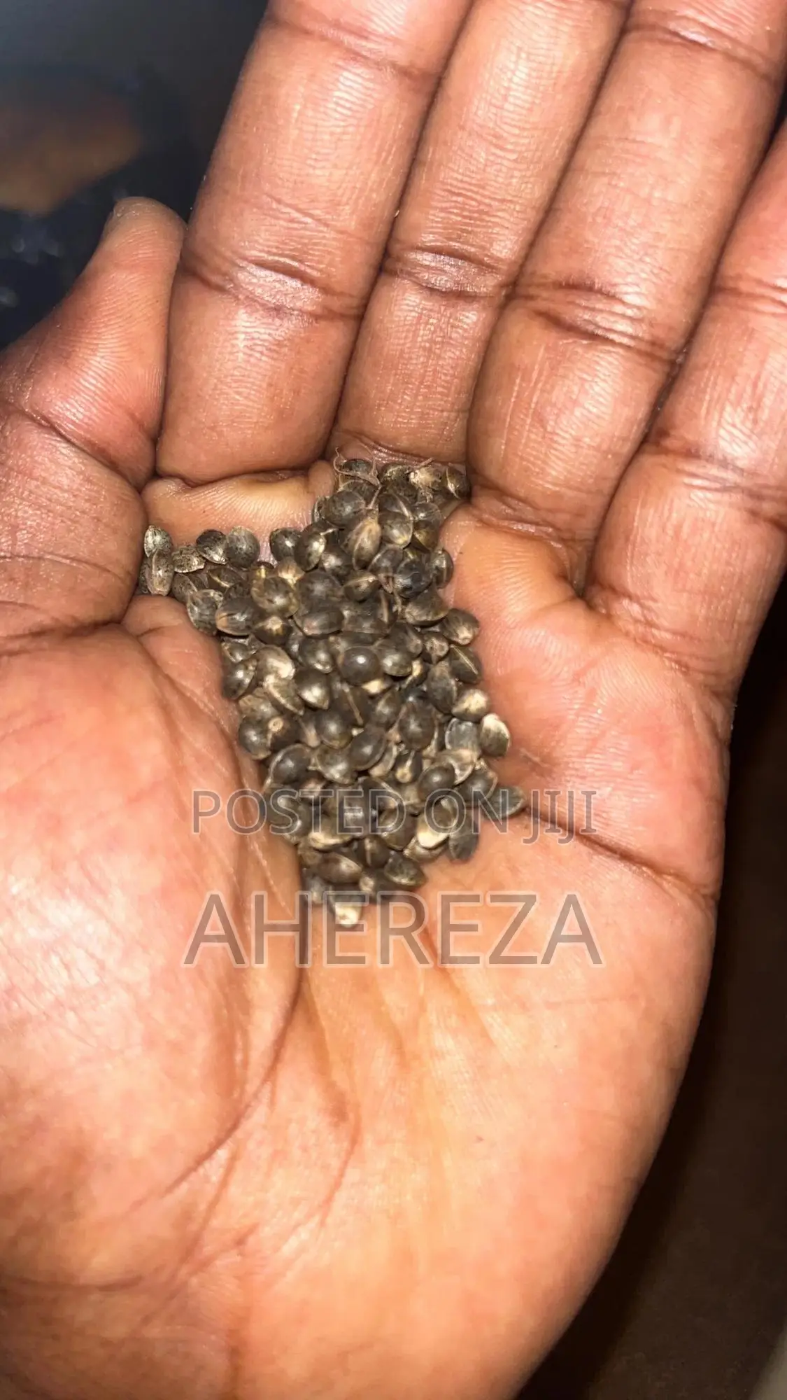 Herb Seeds Thc And Cbd’S