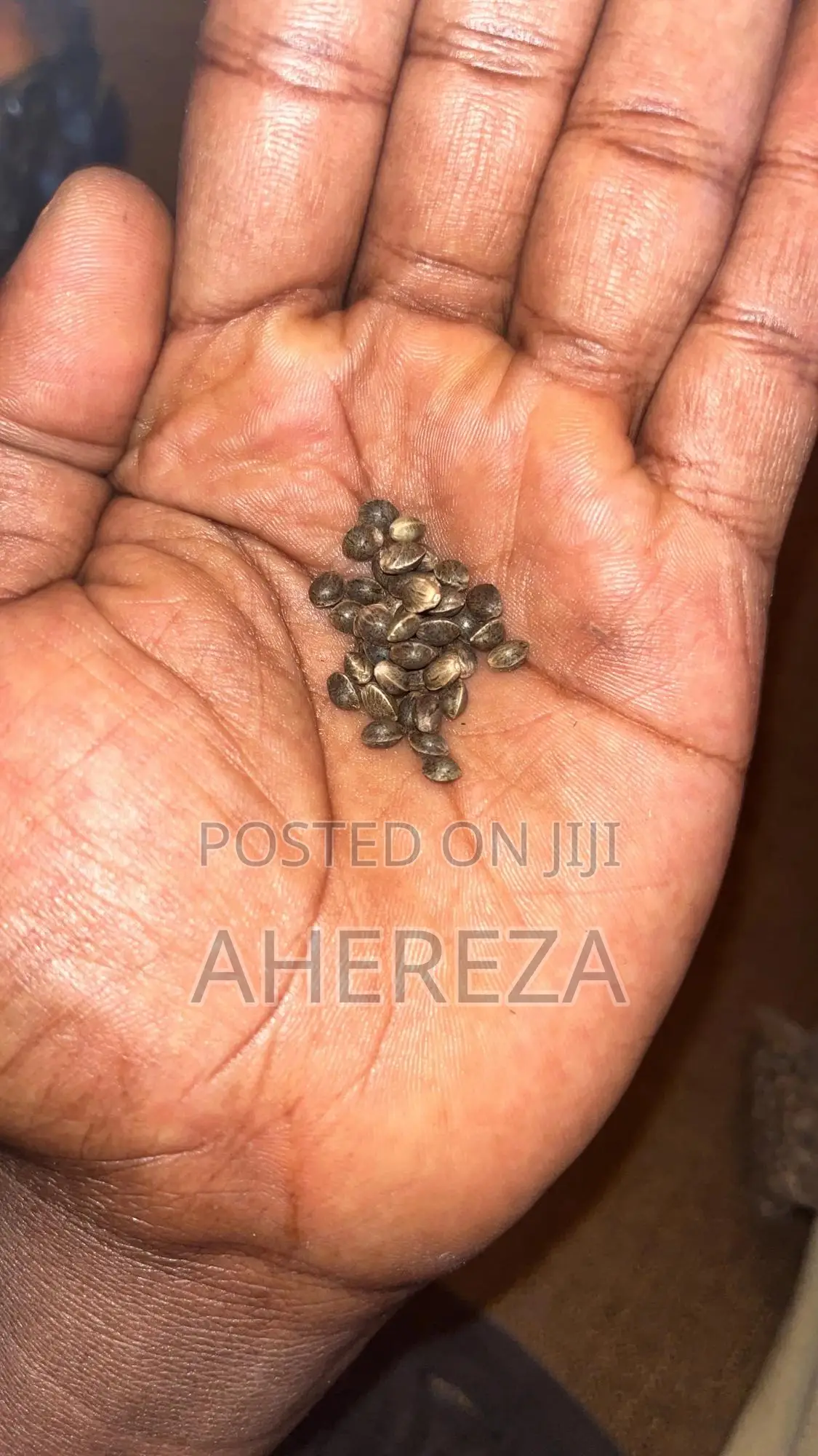 Herb Seeds Thc And Cbd’S