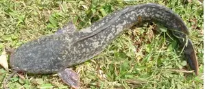 Mombasa Fish Farm