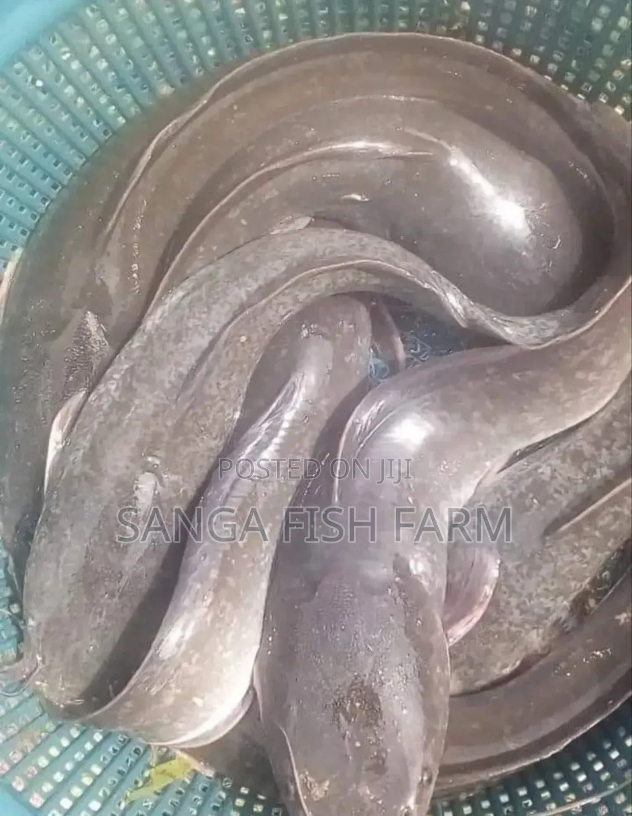 Mombasa Fish Farm