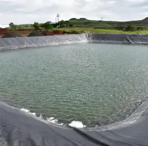 Club Fish Farm