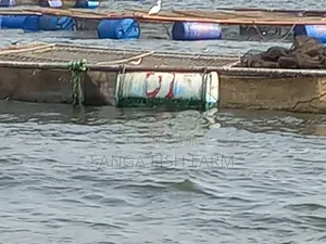 Club Fish Farm