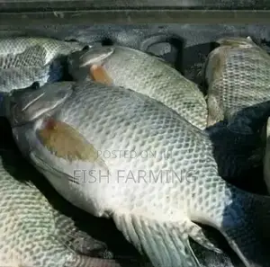 Congolese Fish Farming