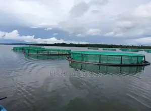 Rwanda Fish Farm