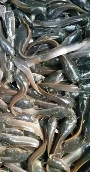 Rwanda Fish Farm
