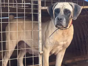 1+ year Female Purebred Boerboel