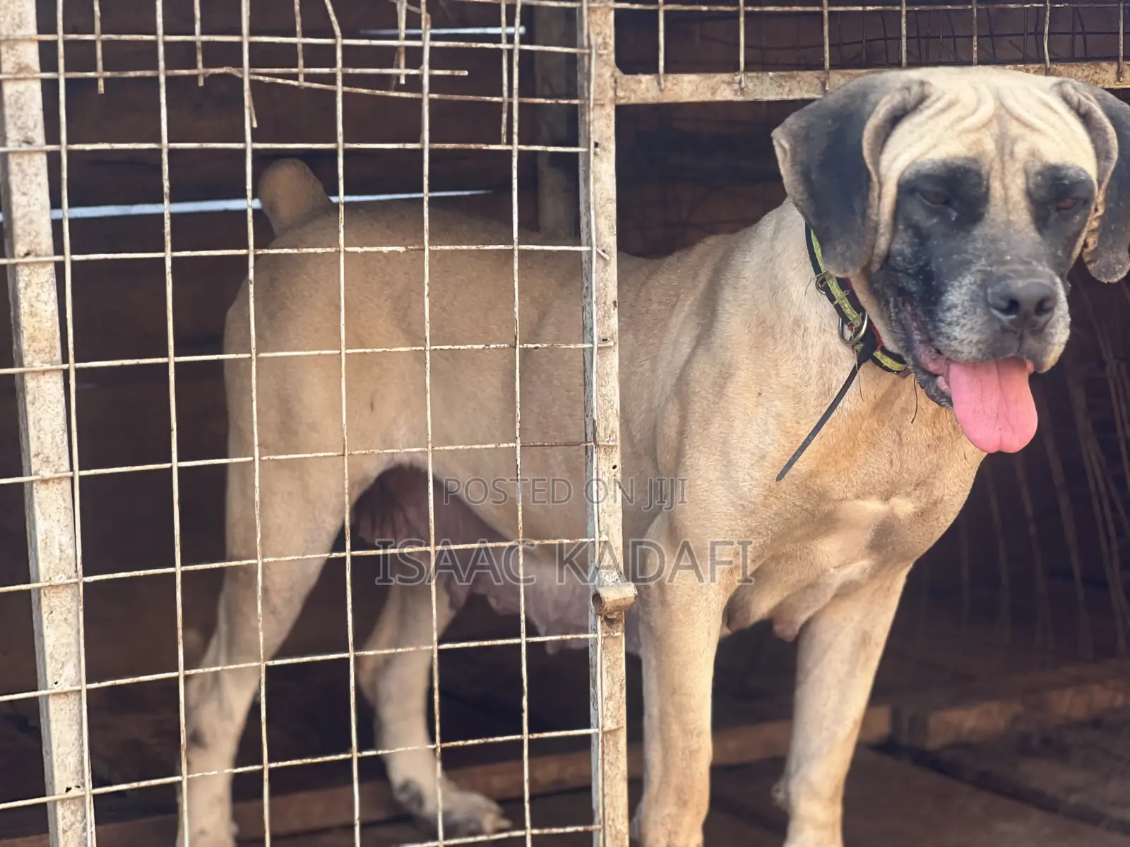 1+ year Female Purebred Boerboel