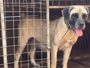 1+ year Female Purebred Boerboel