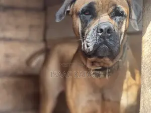 1+ year Female Purebred Boerboel
