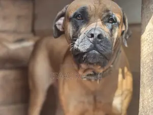 1+ year Female Purebred Boerboel