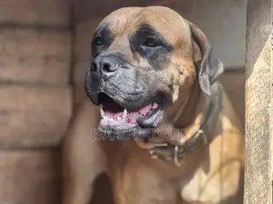 1+ year Female Purebred Boerboel