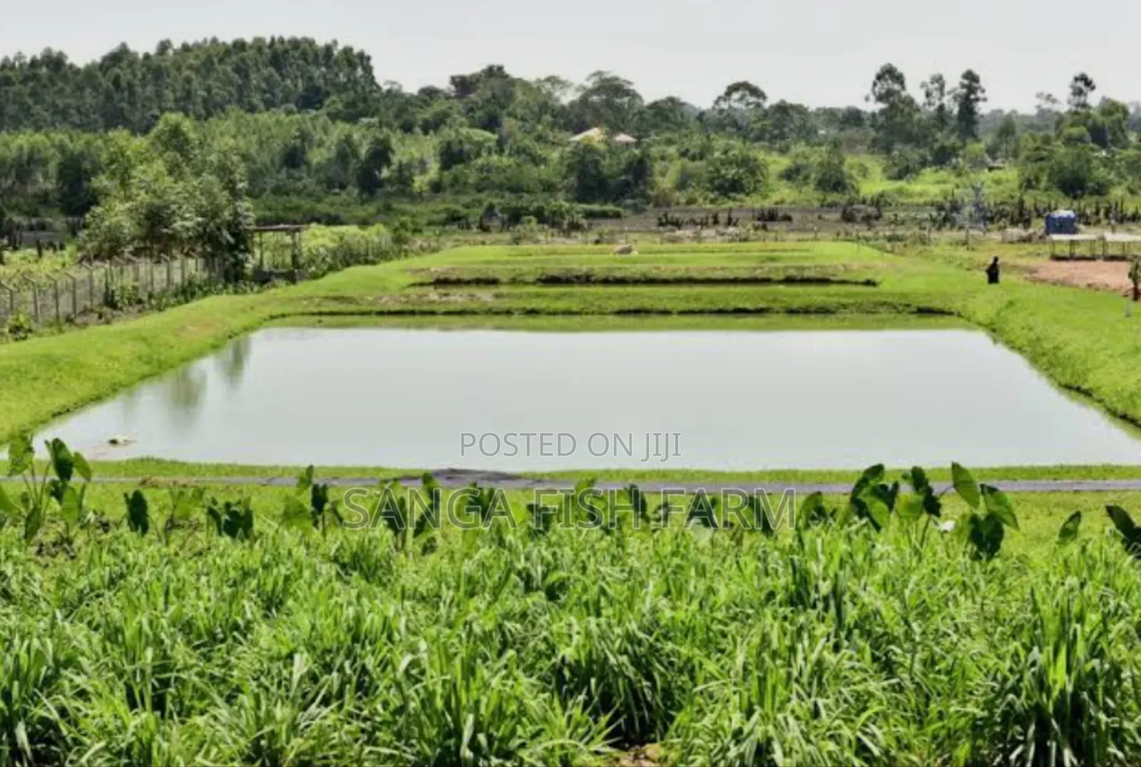 Africa Fish Farm