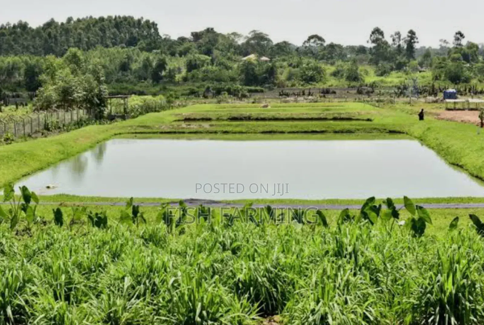 Africa Fish Farm
