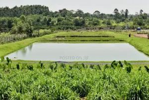Africa Fish Farm
