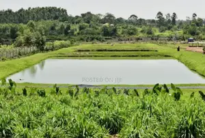 Africa Fish Farm