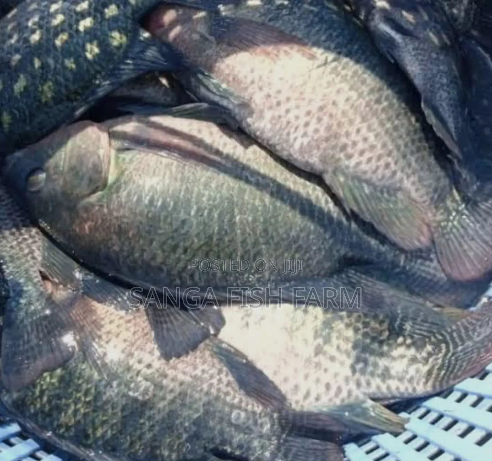 Africa Fish Farm
