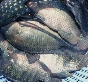 Africa Fish Farm