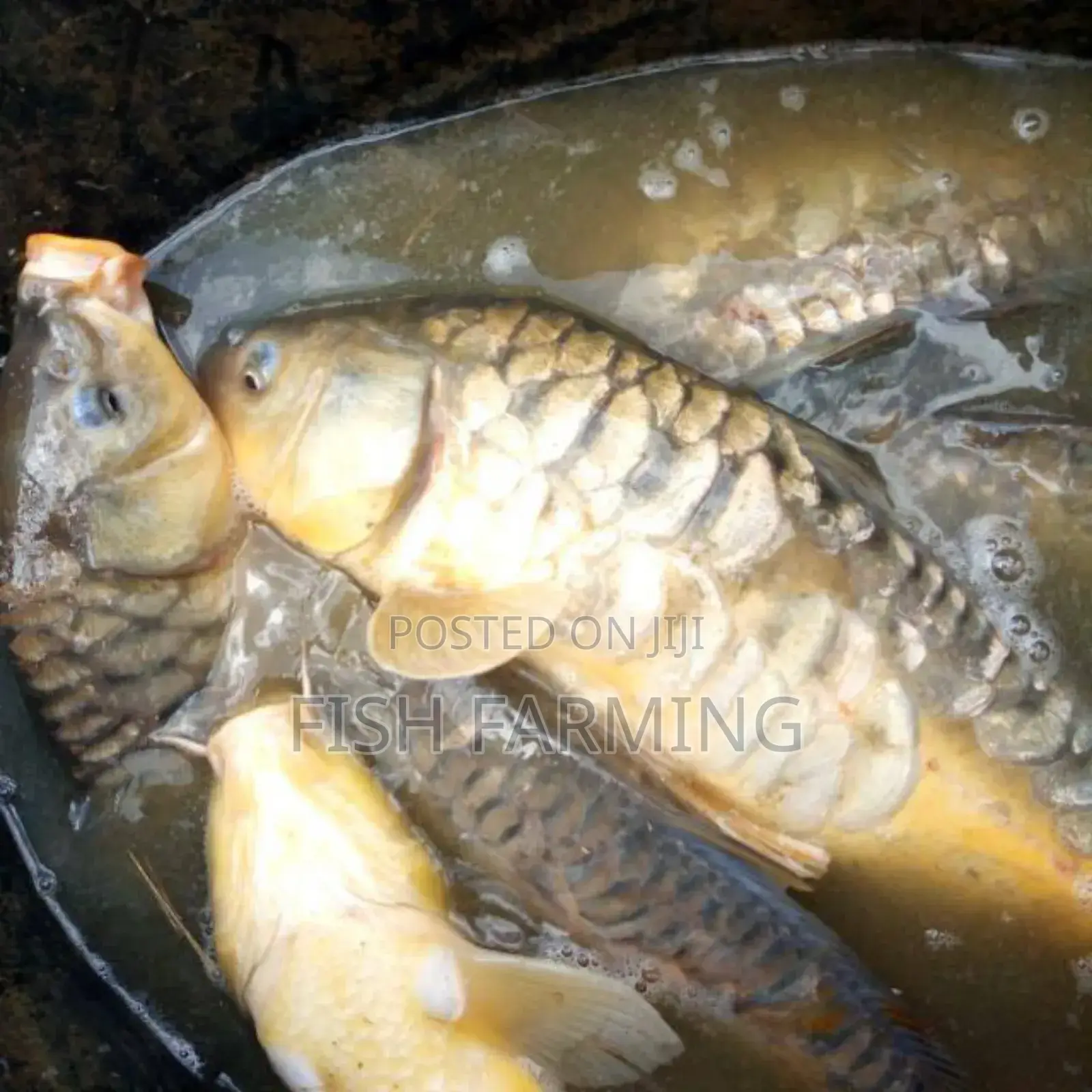 Harvest Fish Farm .