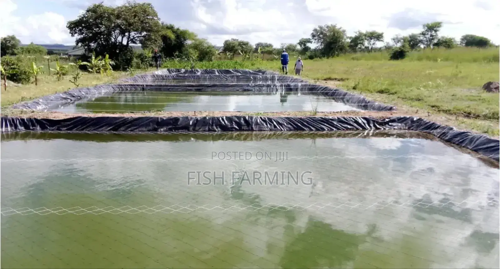 Rich Fish Farm