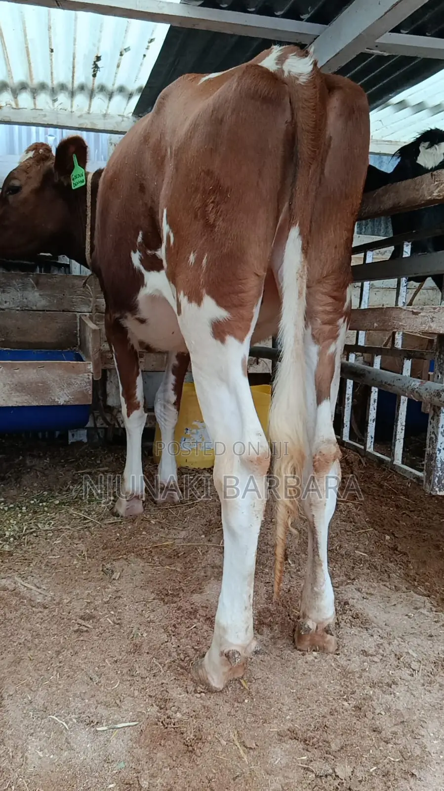 All Dairy Breeds