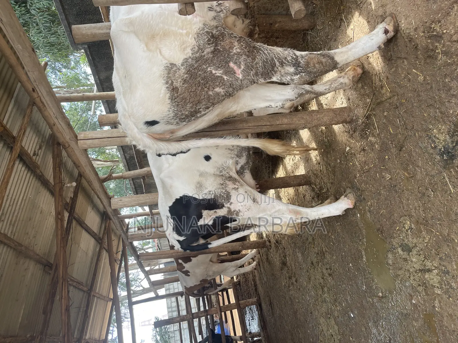 All Dairy Breeds