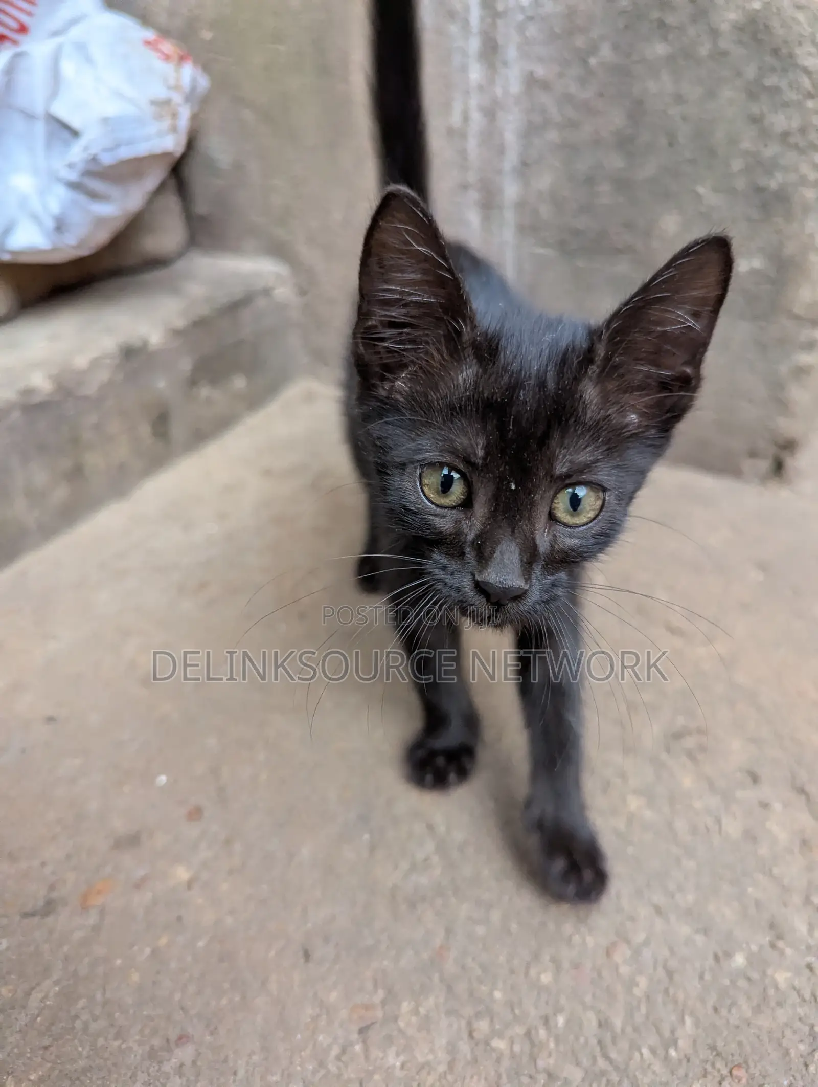 1-3 months Female Mixed Breed Bengal