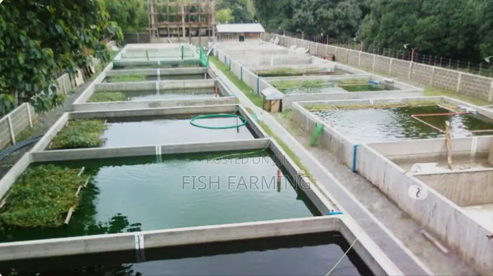 Solar Fish Farm