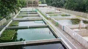Solar Fish Farm